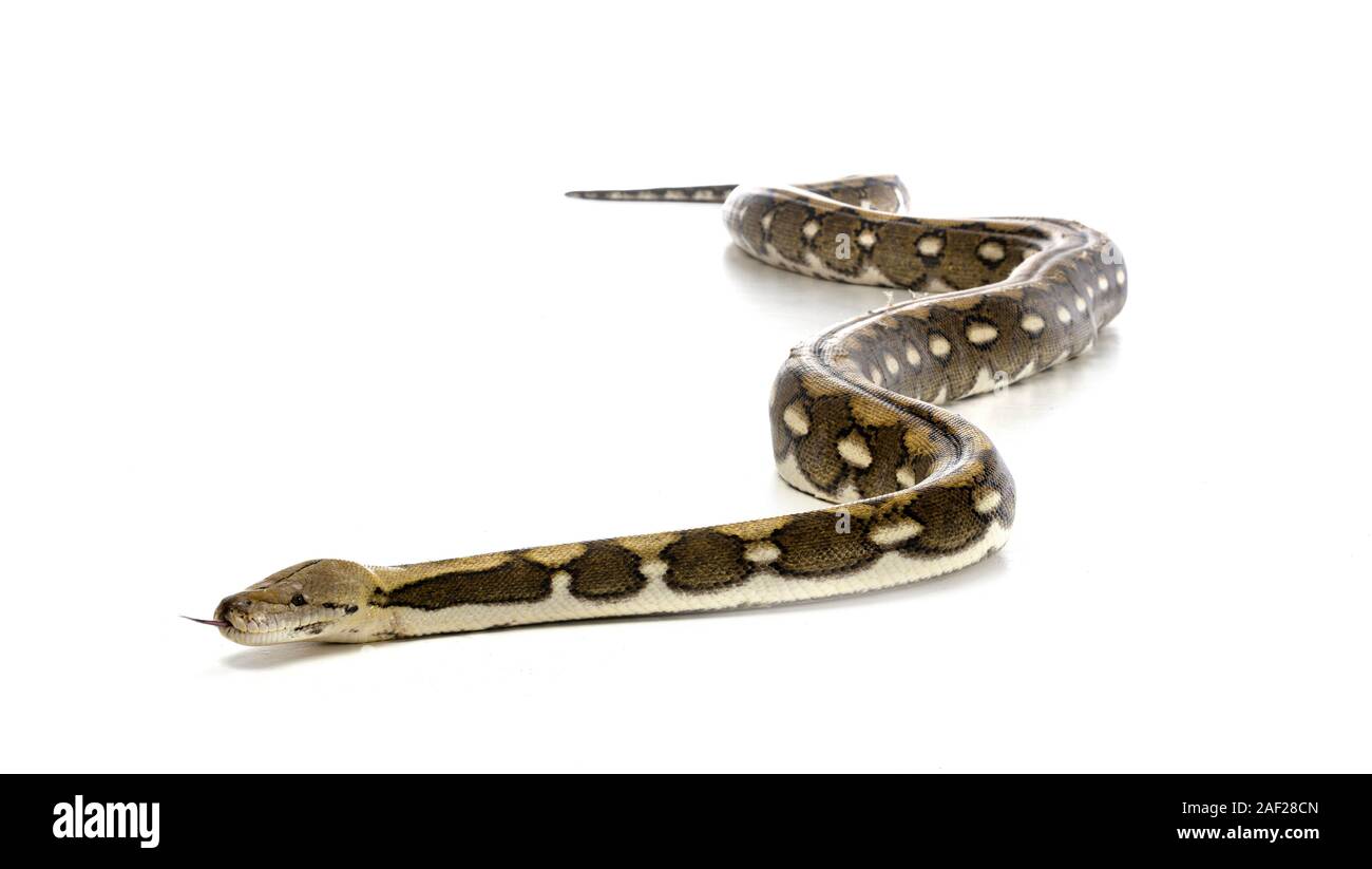 Reticulated python in front of white background Stock Photo