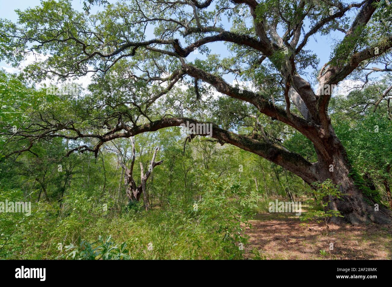 A Live Oak Tree in the woodland area of the Brazos Bend State Park with