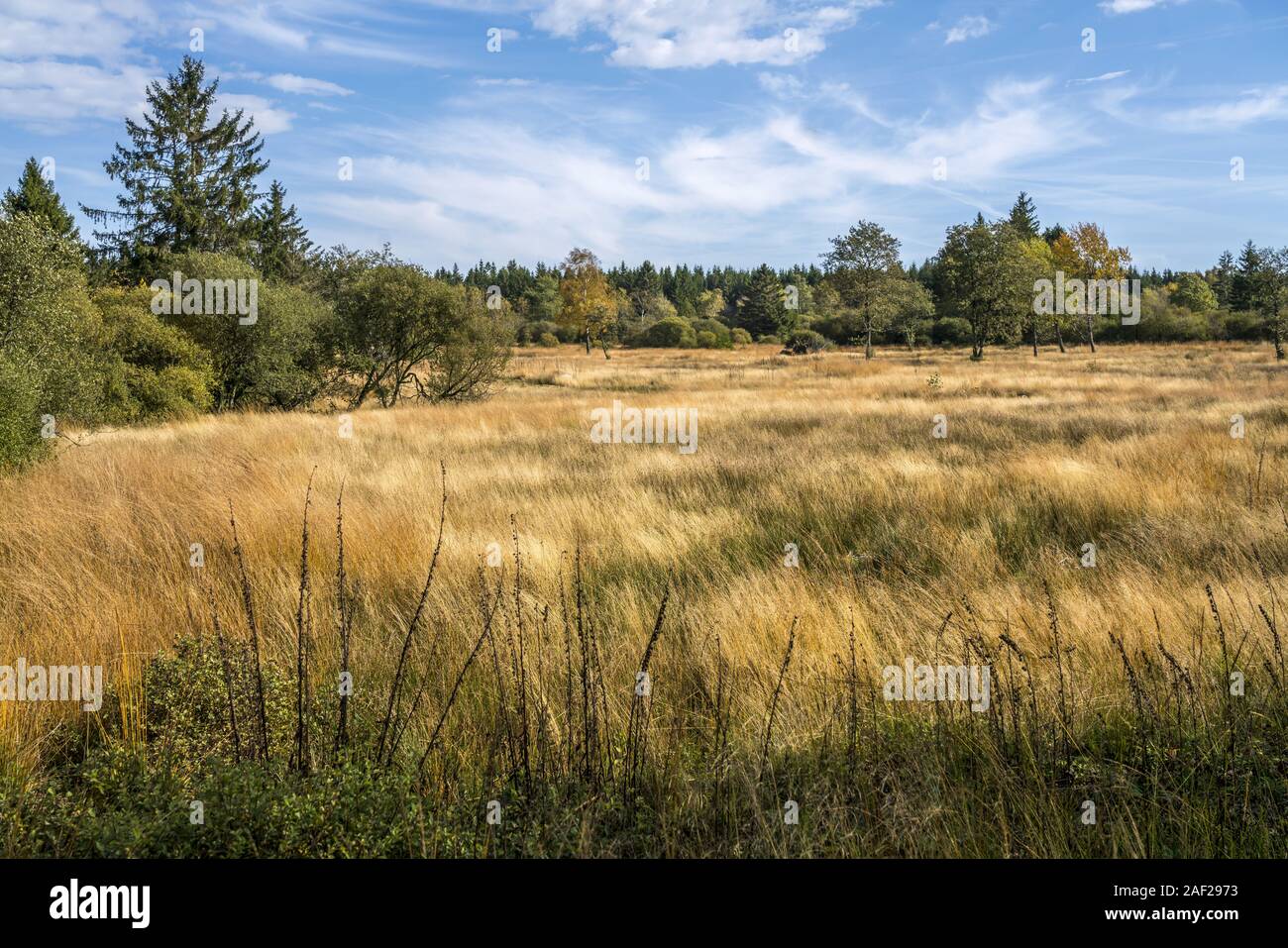 Landschaft im Naturpark Hohes Venn, Lüttich, Belgien The High Fens