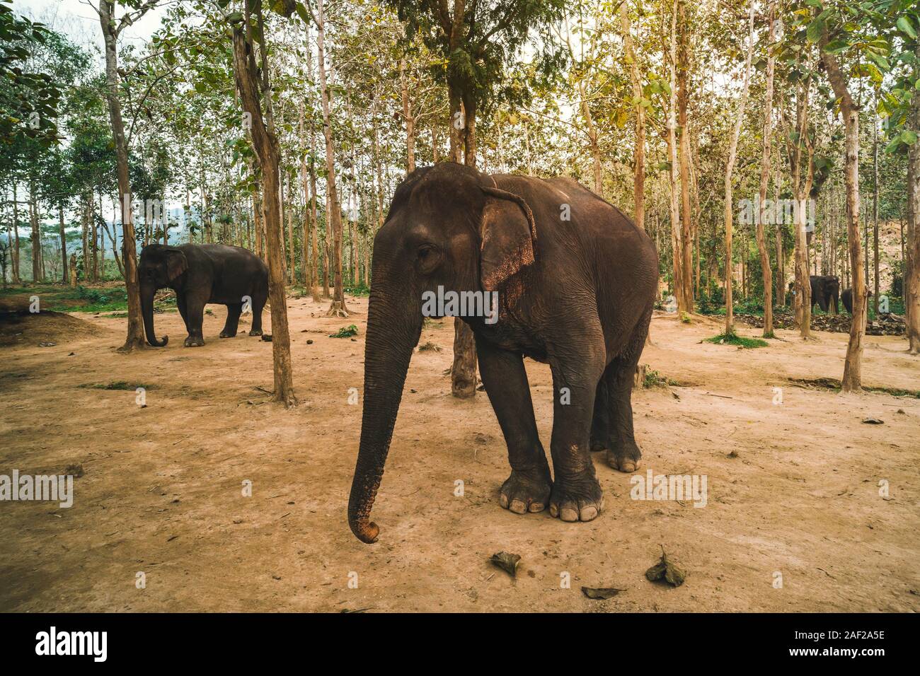 asian, indian, large elephant greet raised trunk, trumpet up in jungle