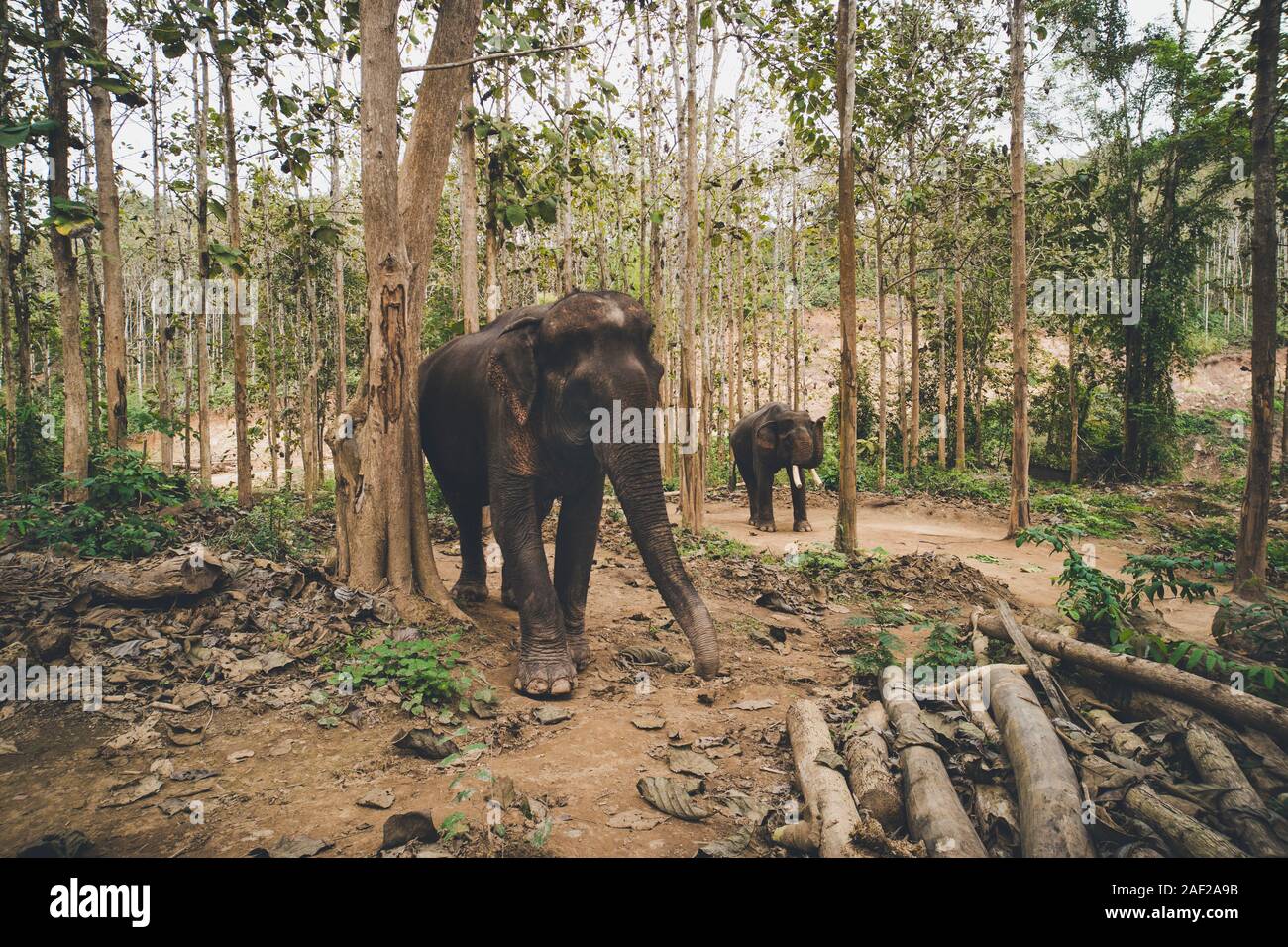 asian, indian, large elephant greet raised trunk, trumpet up in jungle
