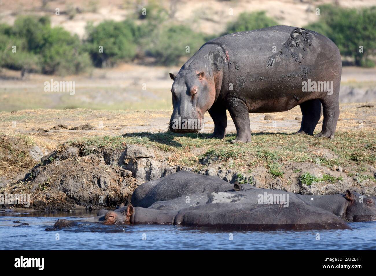 Hippopotamus grazing and in water  Okavango River Okavango Delta Chobe National Park Botswana Afirca Stock Photo