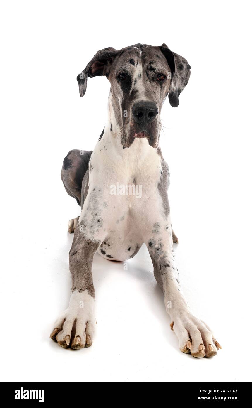 female great dane in front of white background Stock Photo