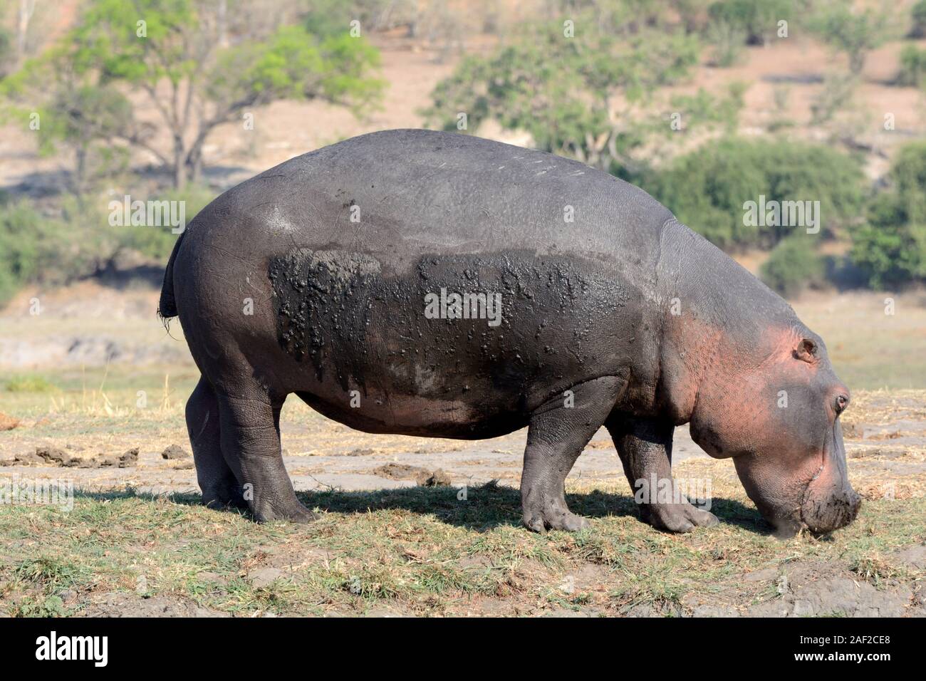 Hippopotamus grazing Okavango Delta Botswana Africa Stock Photo
