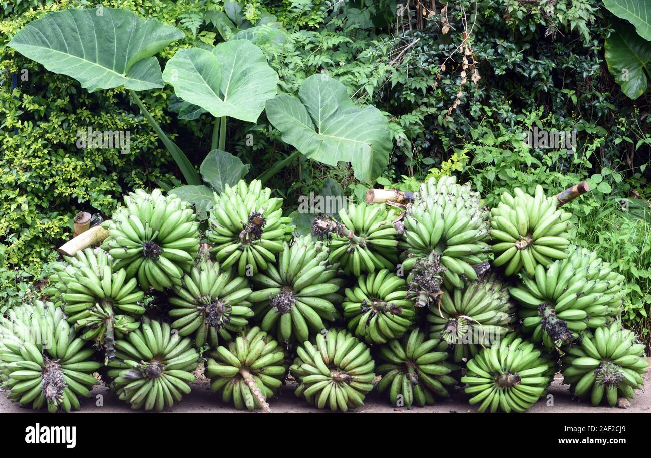 African bananas hires stock photography and images Alamy