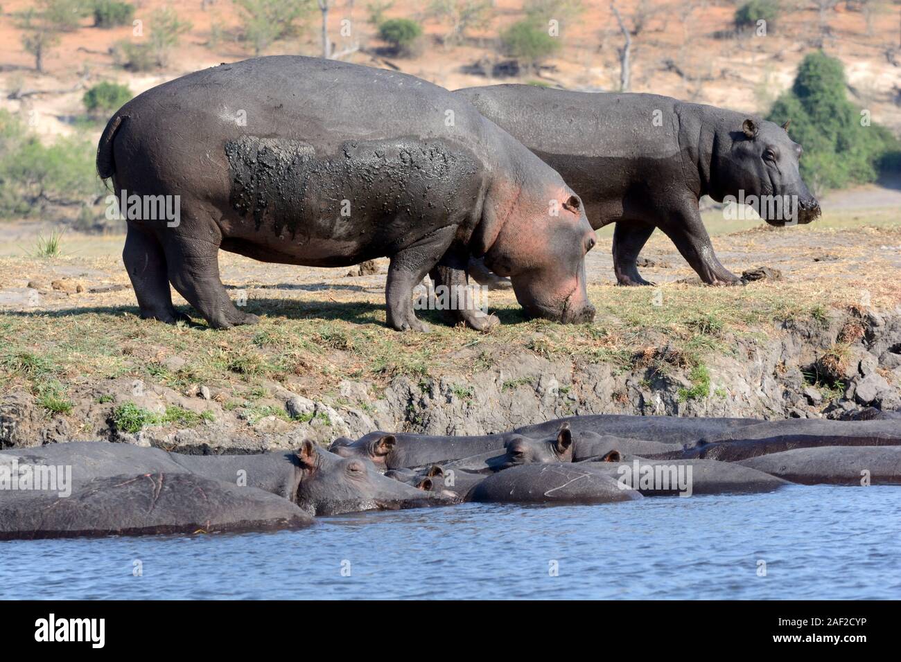 Hippopotamus grazing and in water  Okavango River Okavango Delta Chobe National Park Botswana Afirca Stock Photo