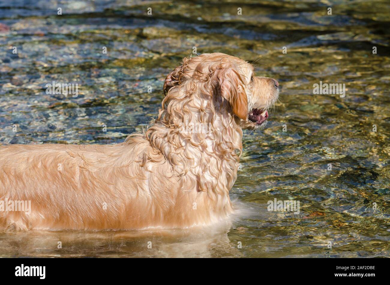 honey color golden retriever that swims, runs and plays in a little ...