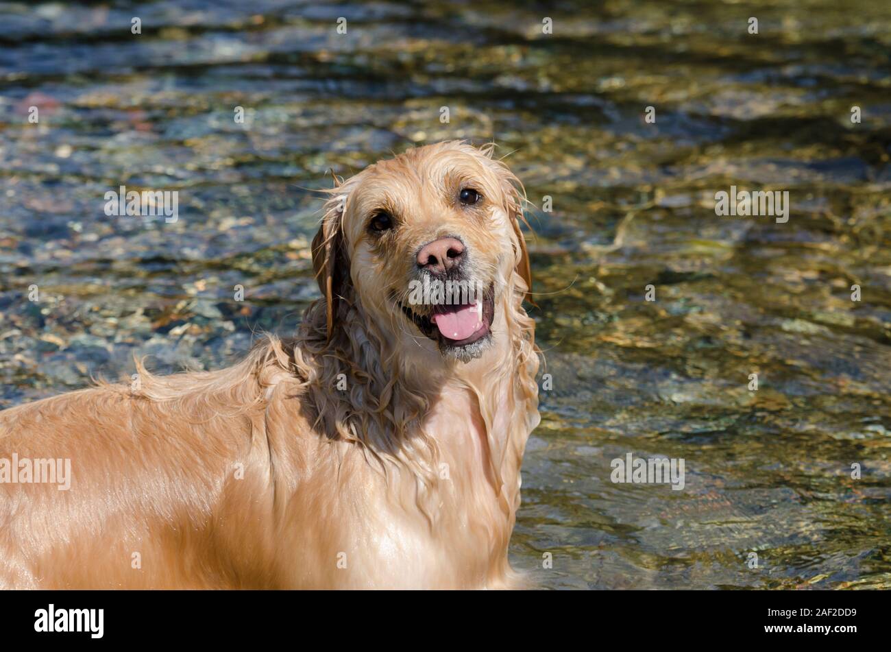 honey color golden retriever that swims, runs and plays in a little ...