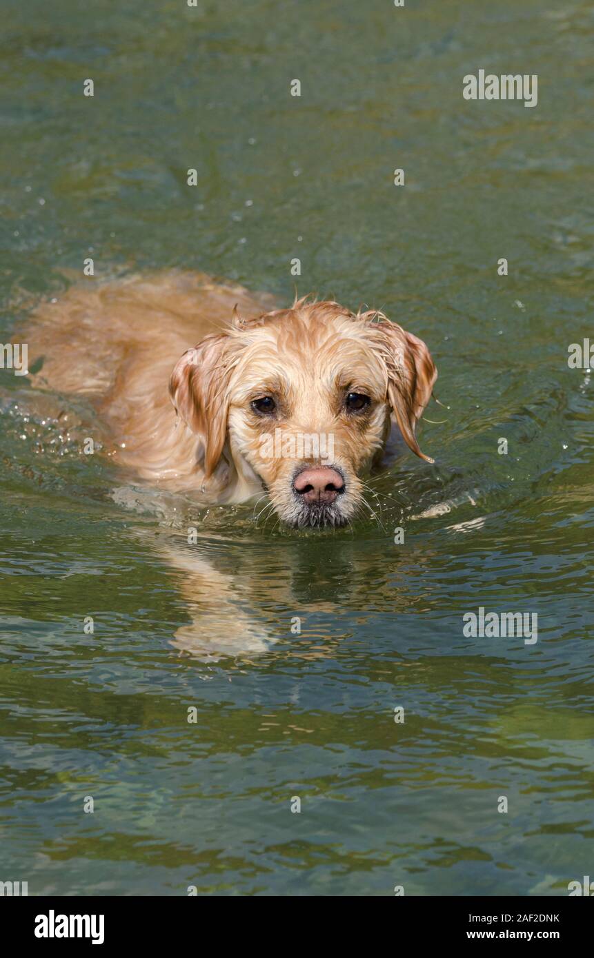 honey color golden retriever that swims, runs and plays in a little ...