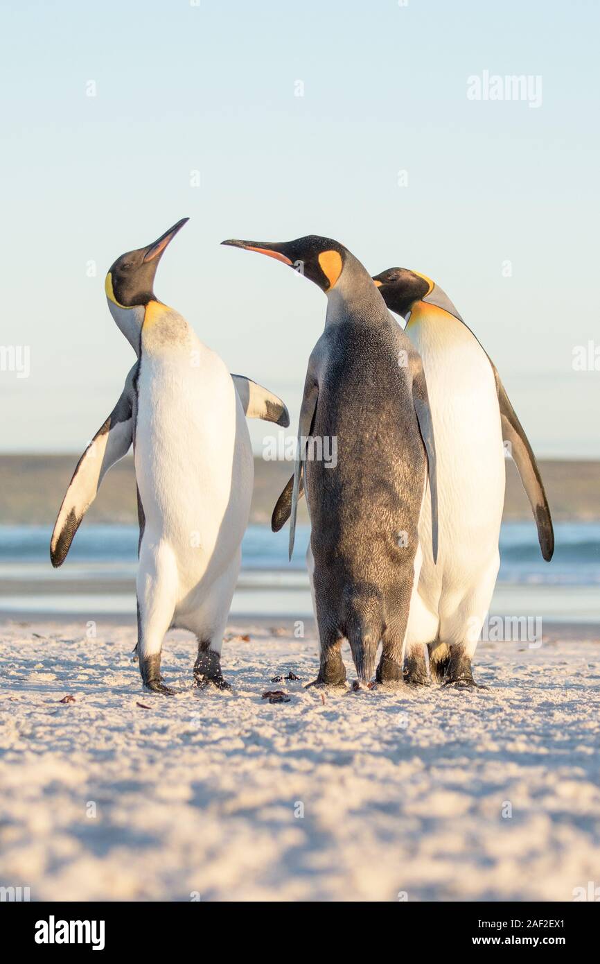 A group of King Penguins having an argument at Volunteer Point on the Falkland Islands Stock Photo