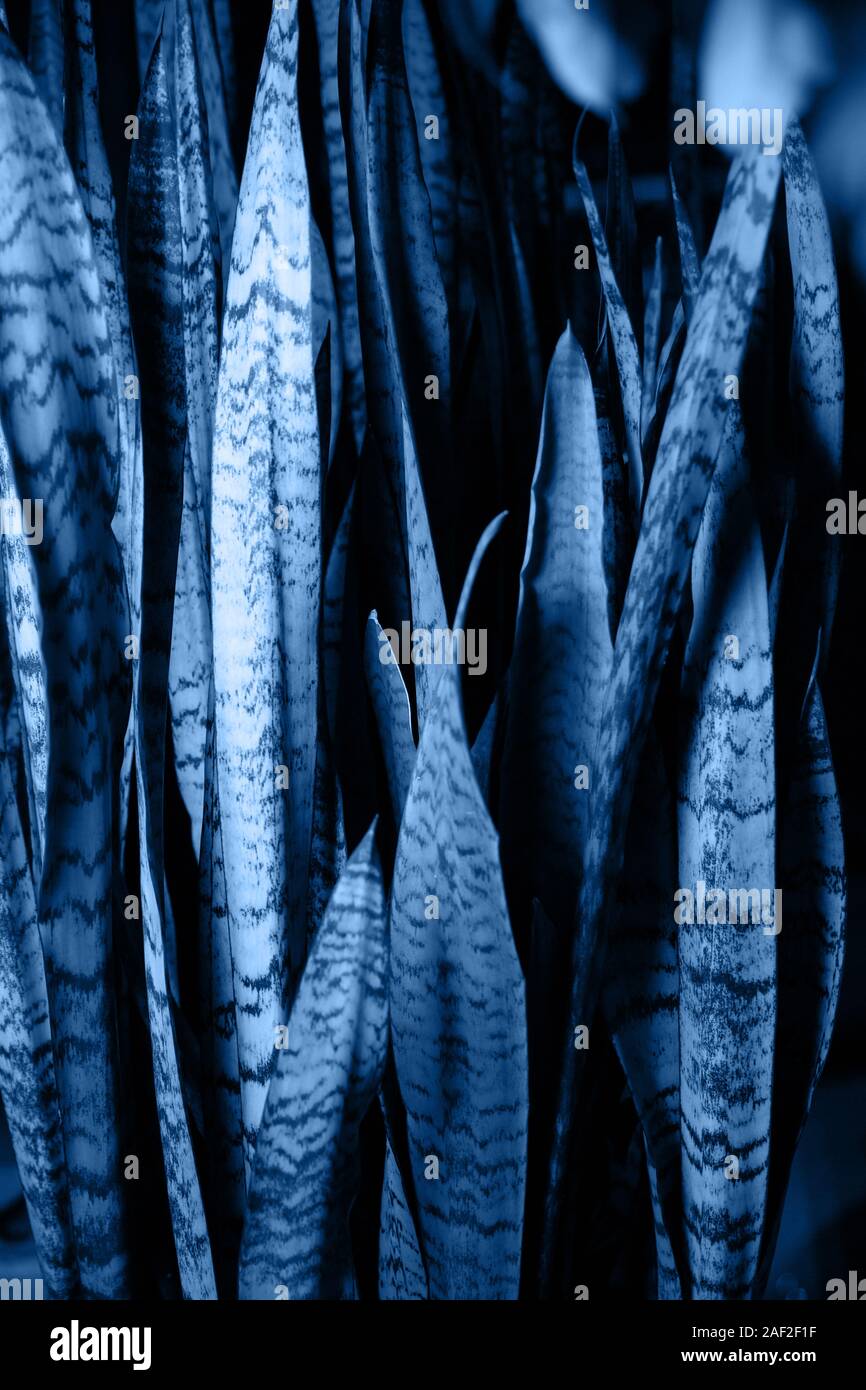 Sansevieria trifasciata or snake plant in a blue color. The main color