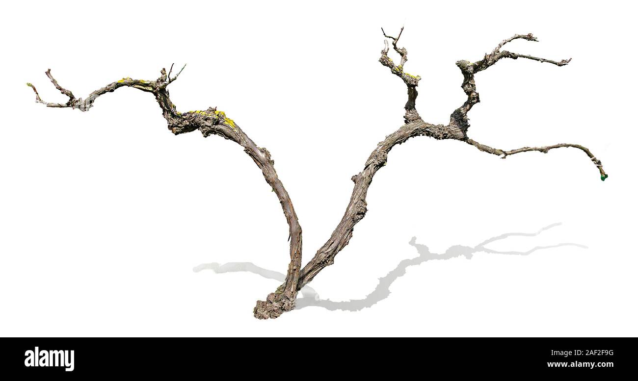 close up of dry branch Stock Photo - Alamy