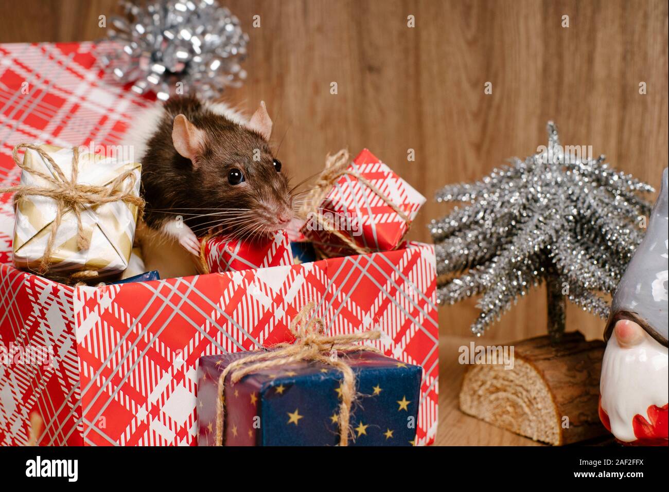 Rat Is A Symbol Of The New Year Gray Rat Looks At Gift Boxes Funny Little Rat In A Gift Box Symbol Of The Year Stock Photo Alamy