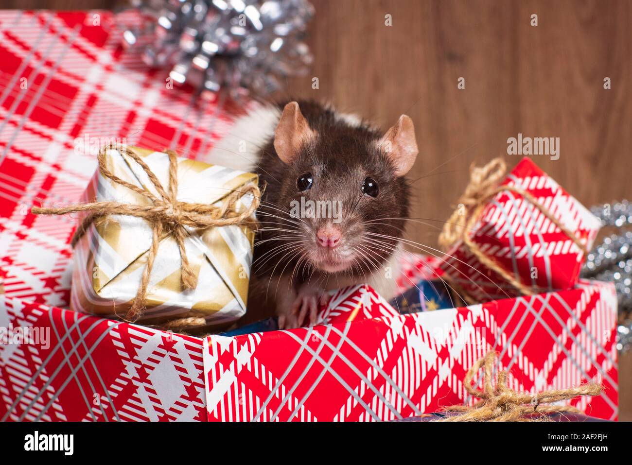 The Rat Is A Symbol Of The New Year Is Sitting On A Box New Year Mood Christmas Card Happy New Year Gray Rat Looks At Gift Boxes Stock Photo Alamy