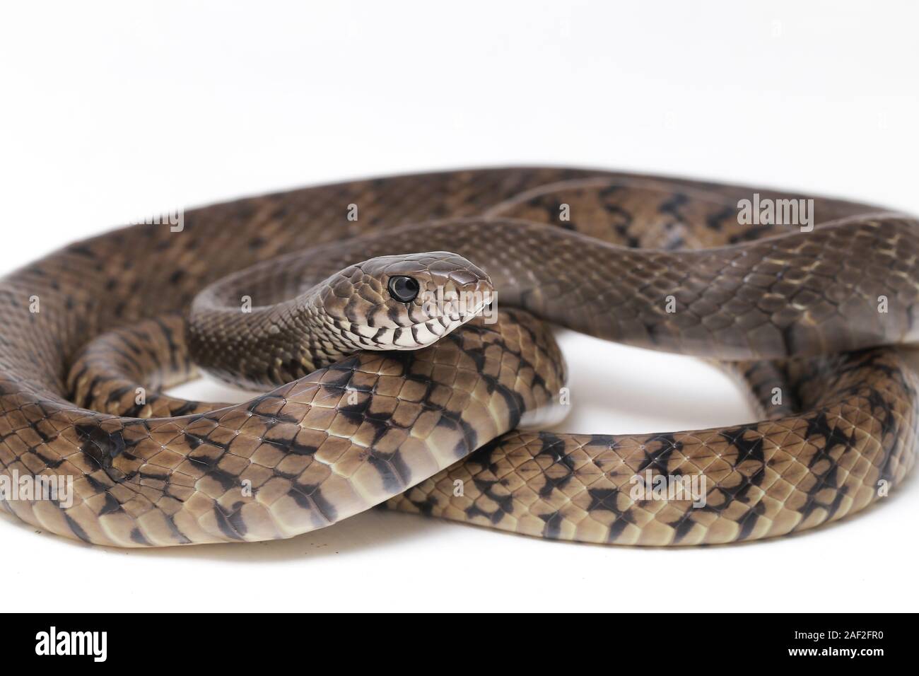 Ptyas mucosa, the oriental ratsnake, Indian rat snake, Isolated on