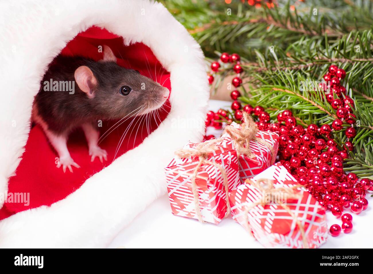 Christmas grey and white rat - a symbol of the new year 2020 sits and hides in the red hat of Santa Claus Stock Photo