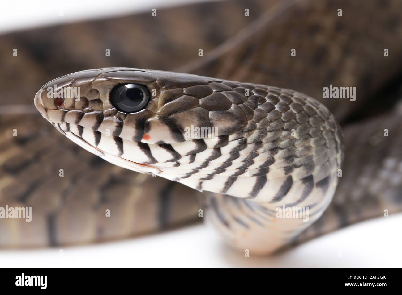 Ptyas mucosa, the oriental ratsnake, Indian rat snake, Isolated on