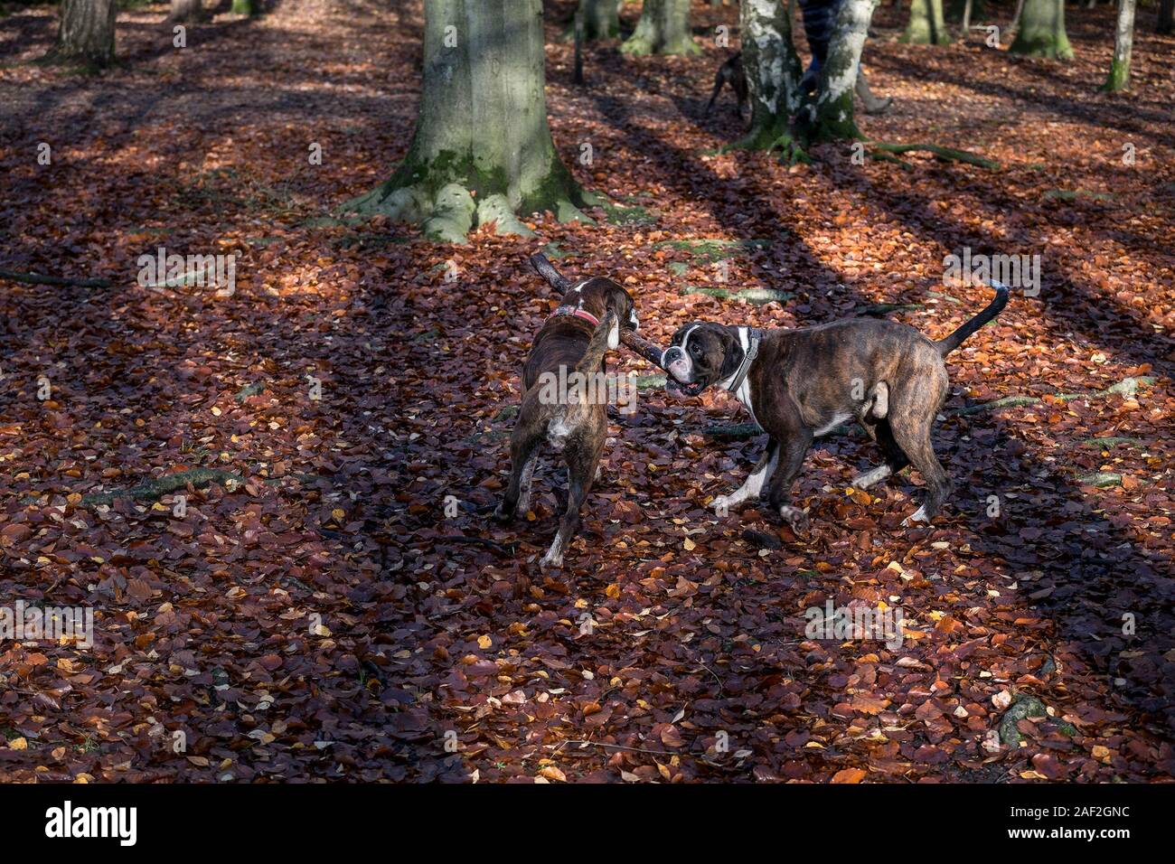 Dogs Playing Leaves Stock Photos Dogs Playing Leaves Stock