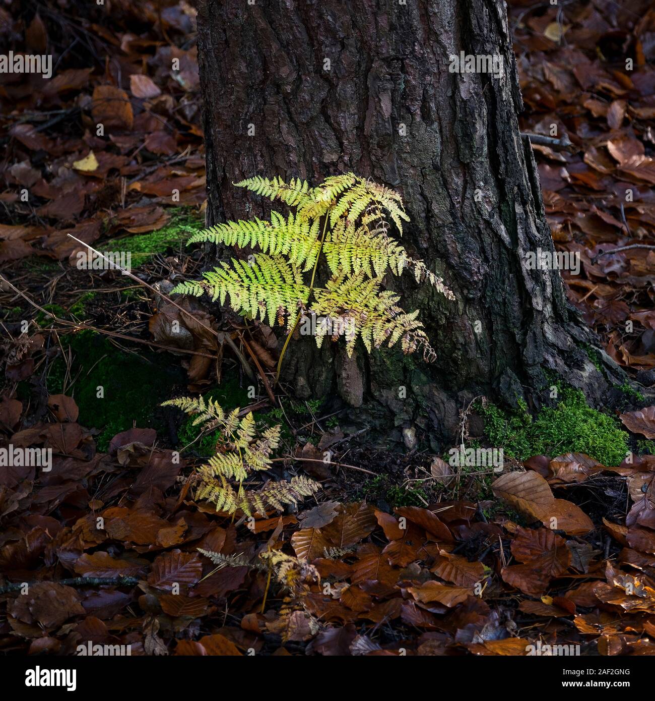 A fern growing at the base of a Beech Tree Fagus sylvatica in an autumnal Thorndon Park North in Brentwood in Essex. Stock Photo