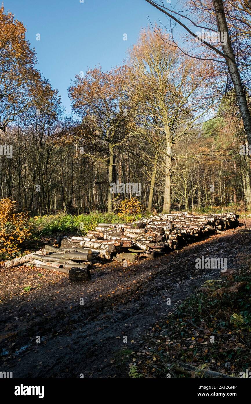 Piles of logs as part of the woodland management and opening up of new trails at Thorndon Park in Brentwood in Essex. Stock Photo