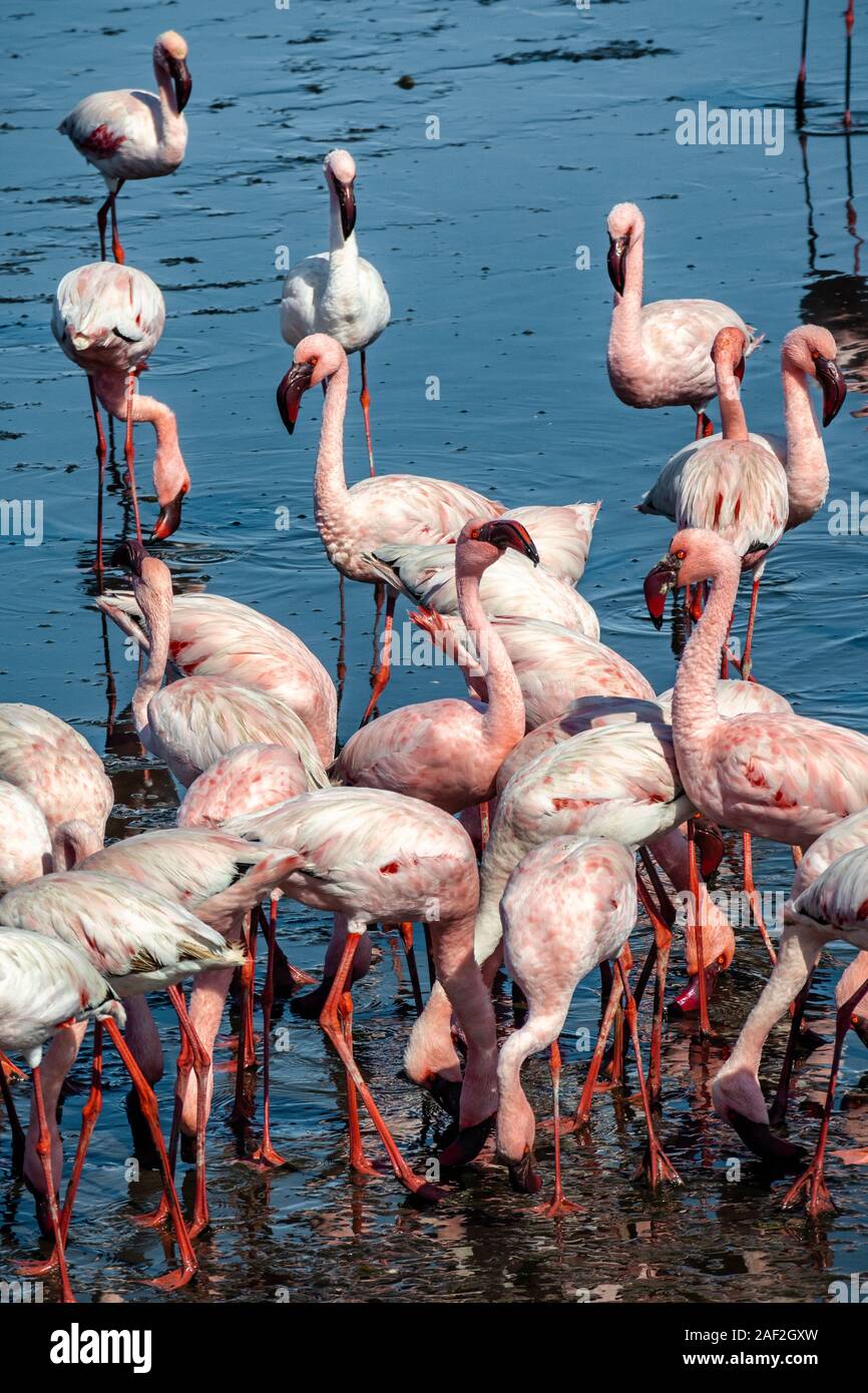 Pink flamingoes walking in the lake in Walvis Bay, Namibia, Africa Stock Photo