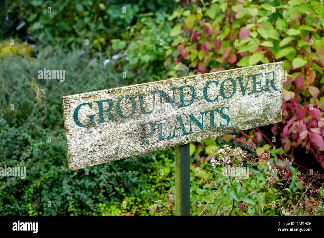 A weathered sign for Ground Cover Plants in a garden centre nursery. Stock Photo