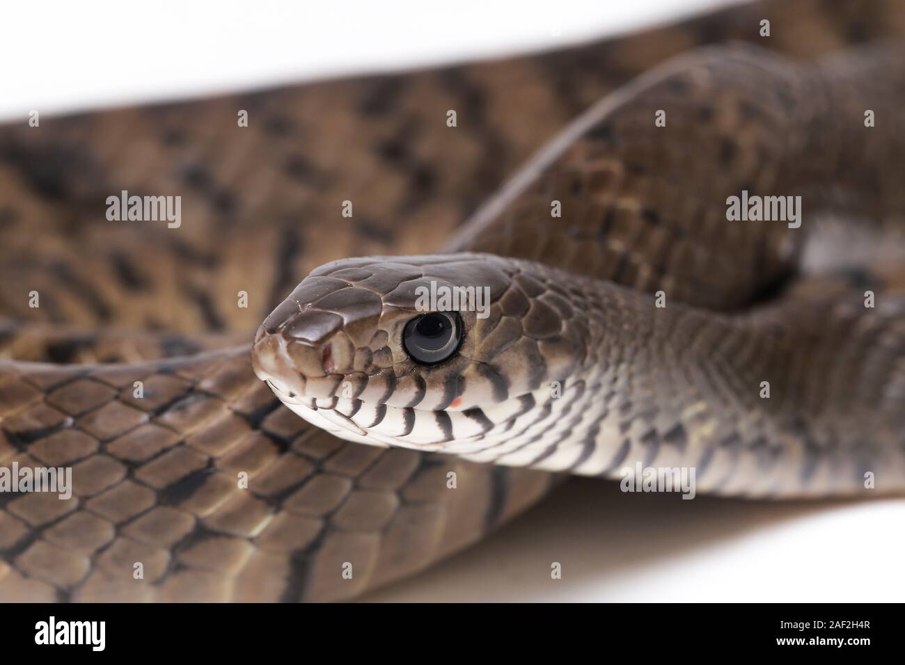 Ptyas mucosa, the oriental ratsnake, Indian rat snake, Isolated on