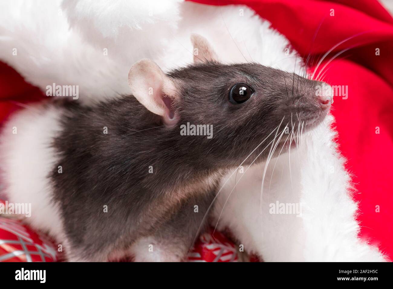 Year of the cute rat.Cute rat sitting in Santa's hat close up.Cute domestic rat in a New Year's decor. Symbol of the year 2020 is a rat. Stock Photo