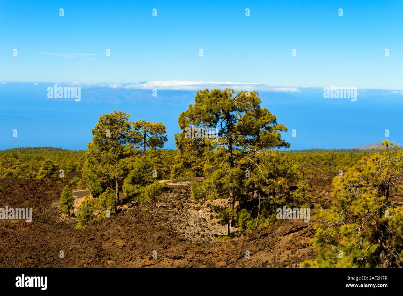 Firs Surrounded By Volcanic Rocks With Background The Atlantic Ocean In El Teide National Park. April 13, 2019. Santa Cruz De Tenerife Spain Africa. T Stock Photo