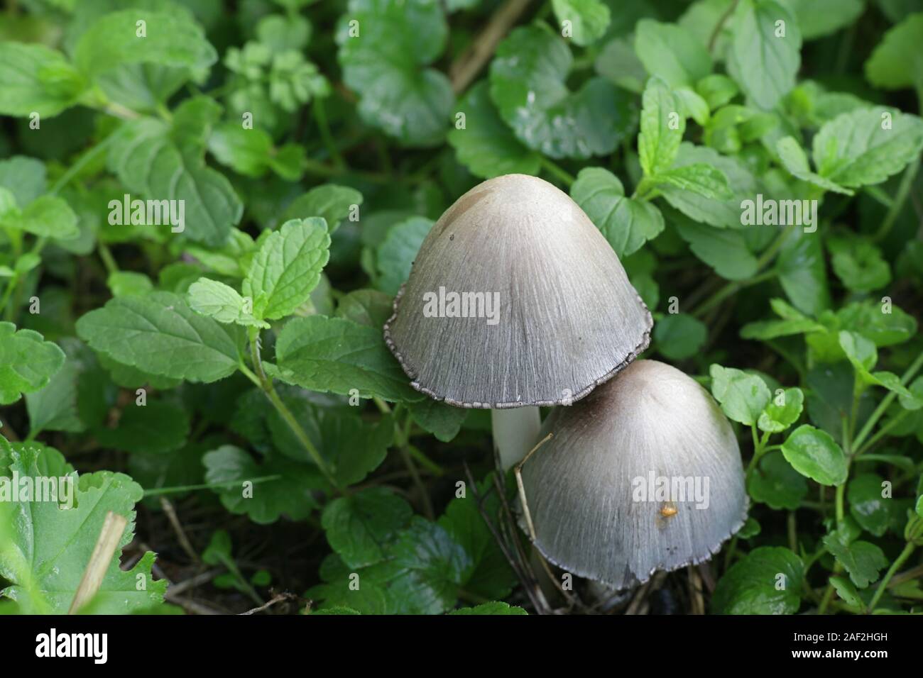 Coprinopsis atramentaria, known as the common ink cap, inky cap or tippler's bane, wild edible mushrooms from Finland Stock Photo