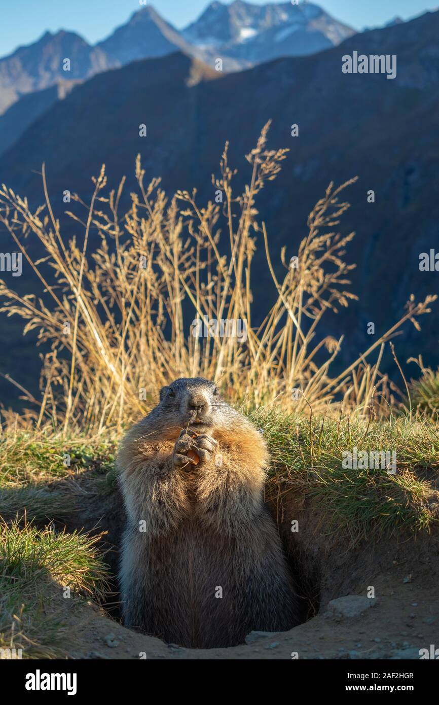 Marmot of the Alps is eating. Marmota marmota. Glocknergruppe mountain group. Alpine fauna. Austrian Alps. Stock Photo