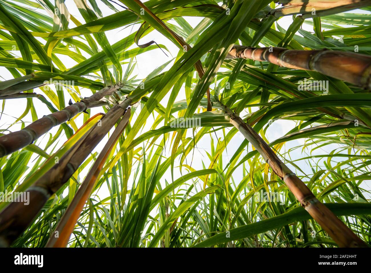Sugarcane planted to produce sugar and food. Food industry. Sugar cane