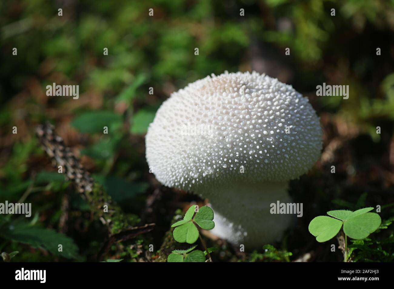 Gem-Studded Puffball (Lycoperdon perlatum)… A Wild Mushroom Taste Test