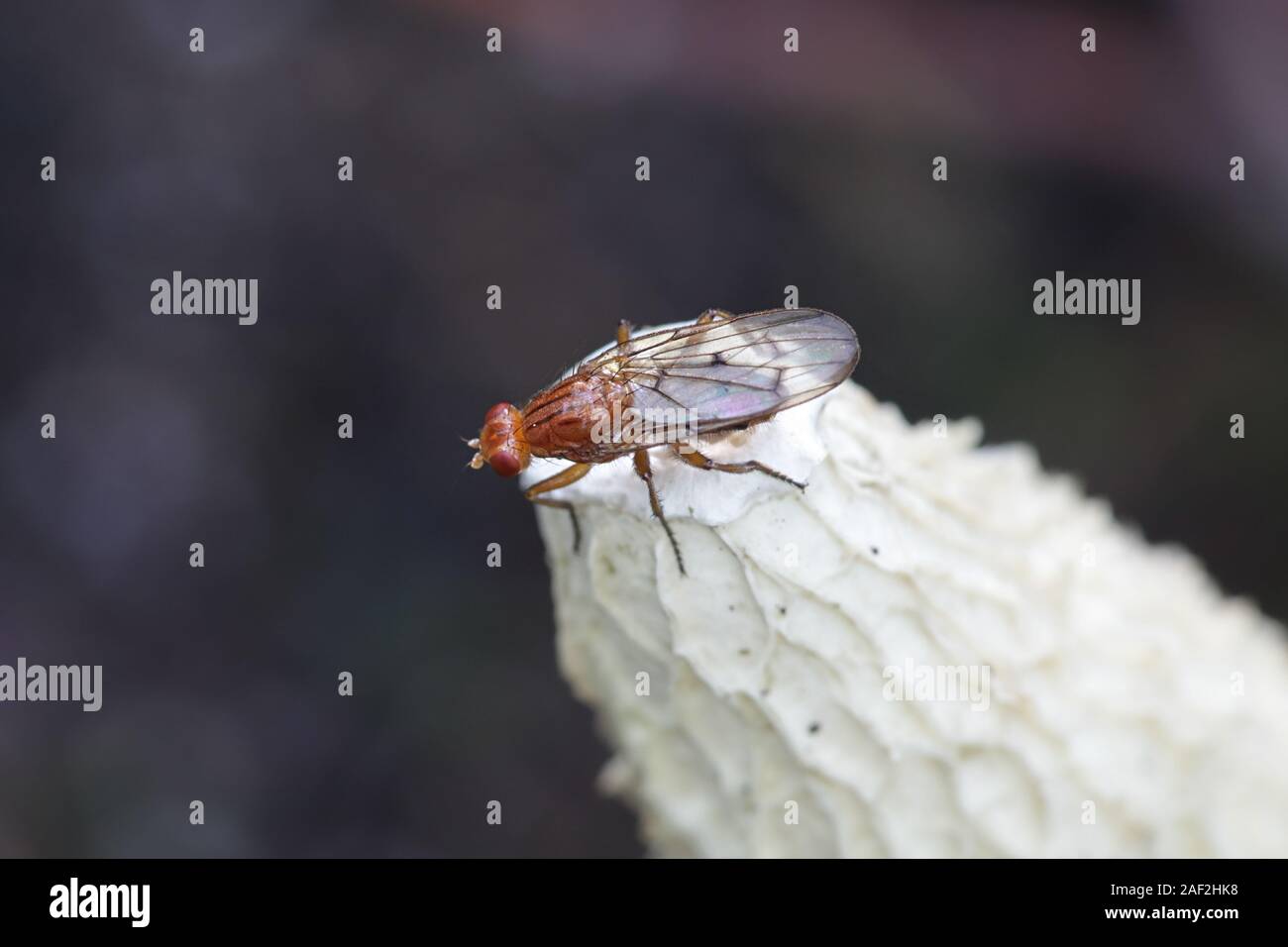 Forest buff snailkiller fly, Tetanocera phyllophora, feeding on common stinkhorn fungus, Phallus impudicus Stock Photo