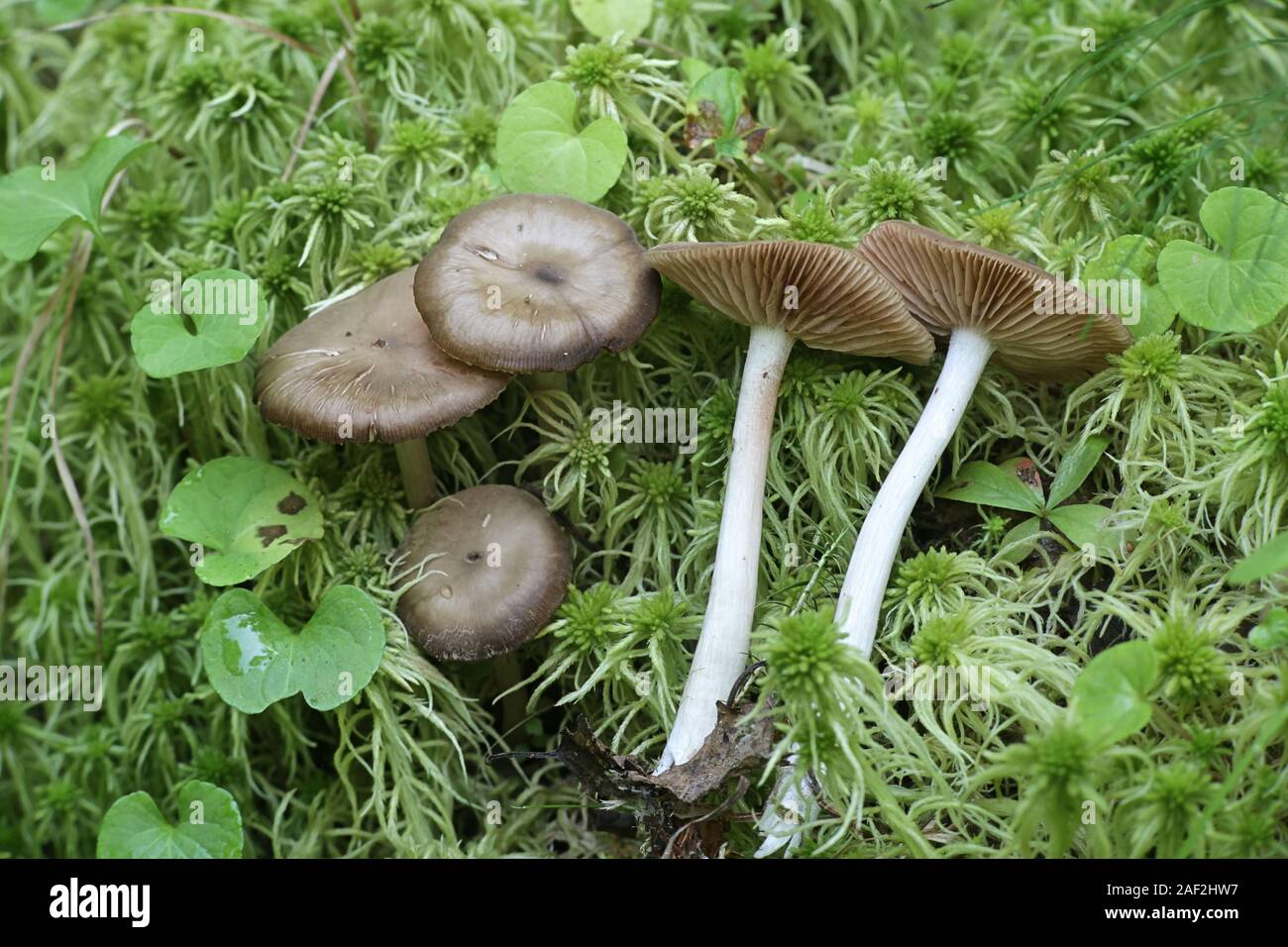 Entoloma of the subfamily Rhodopolia, a species of pink-gilled mushrooms growing wild in Finland Stock Photo