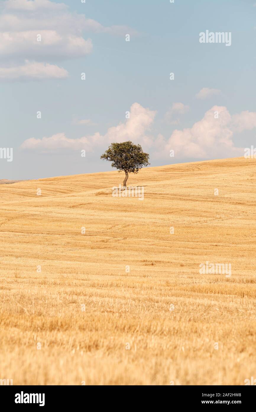 A single lone tree standing in the summer countryside landscape of the Orcia valley / Val d'Orcia with rolling hills and farmland in Tuscany Italy EU Stock Photo