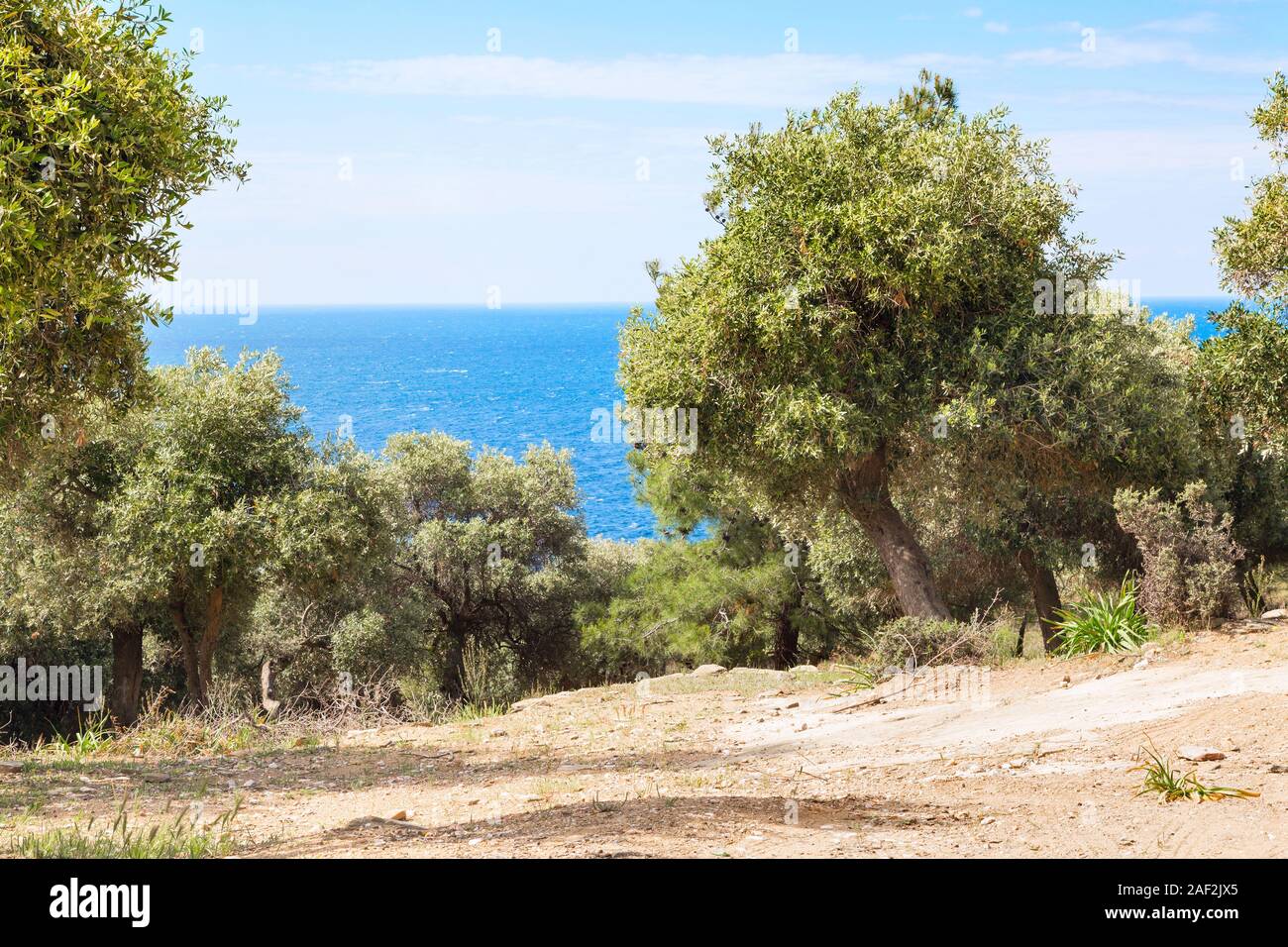 Summer Vacation Background With Greek Island Thasos Olive Trees And summer-vacation-background-with-greek-island-thasos-olive-trees-and