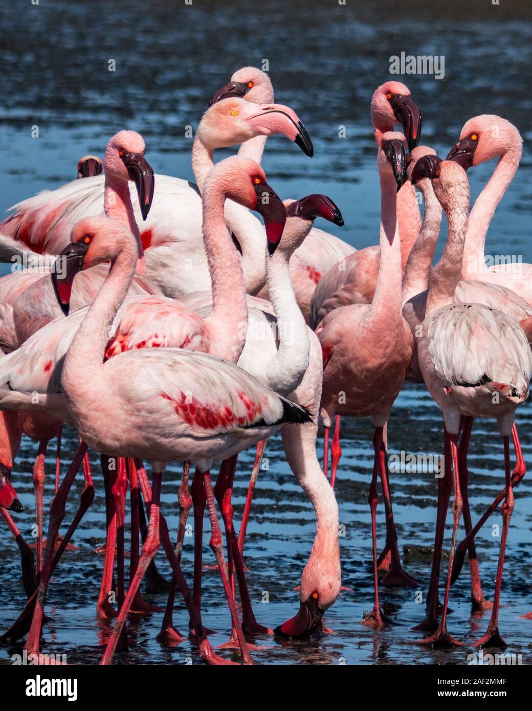 Pink flamingoes walking in the lake in Walvis Bay, Namibia, Africa Stock Photo
