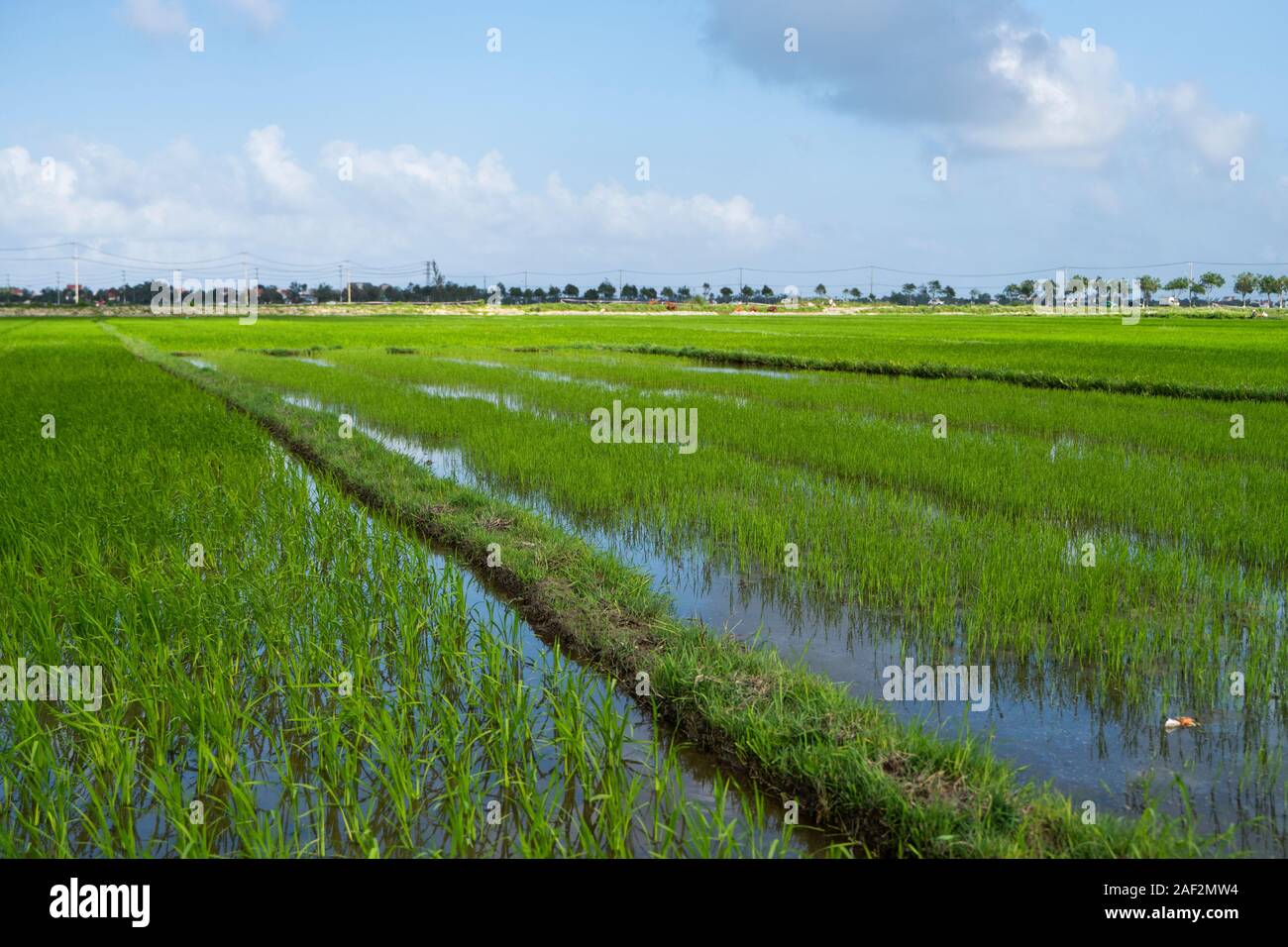 Heathy Rice Field Green rice field in a daylight. Harvest of rice. Beautiful terraces of ...