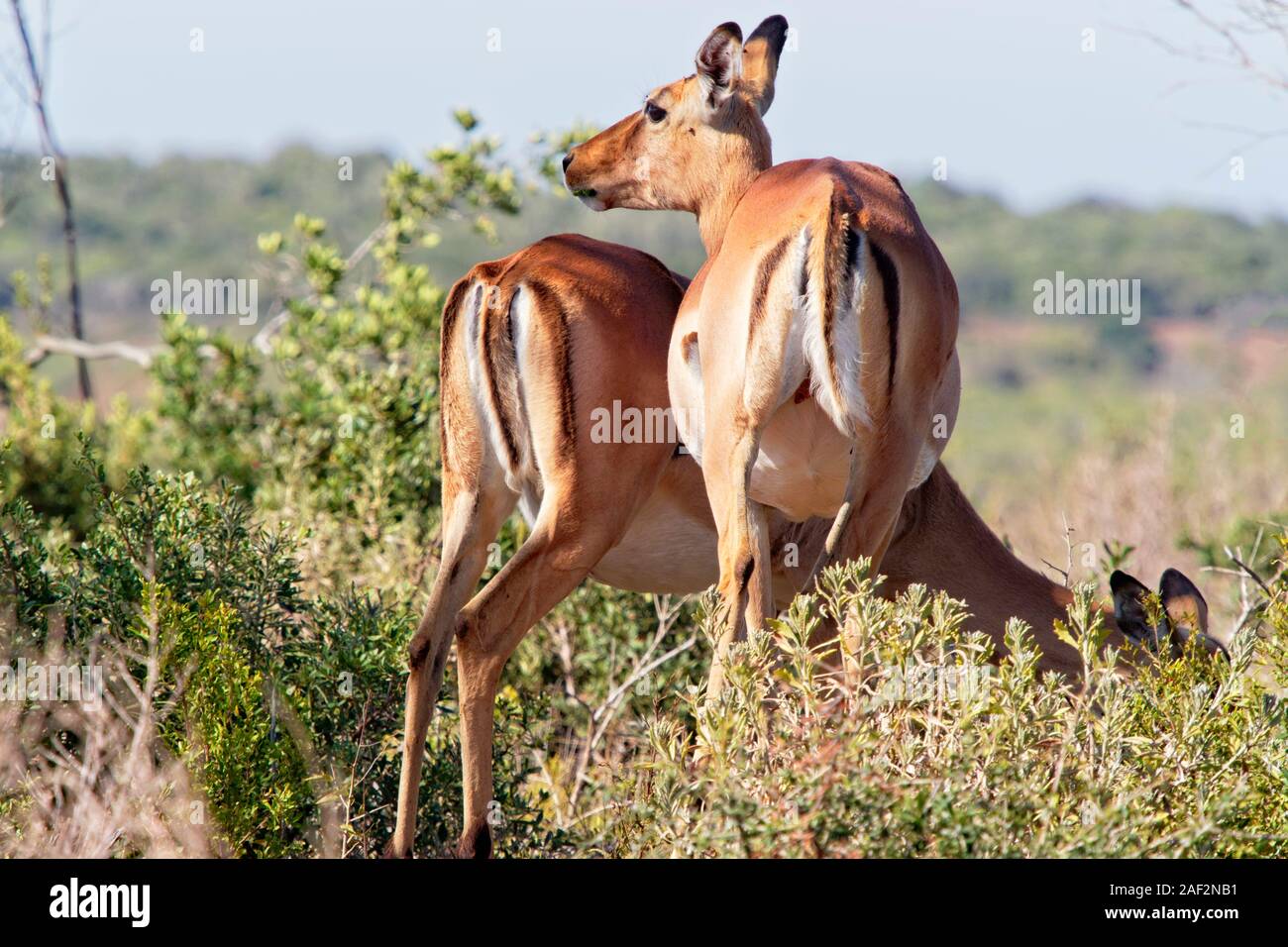 Close up of two female Oribi standing near a sweet thorn bush in the Western Cape, South Africa Stock Photo