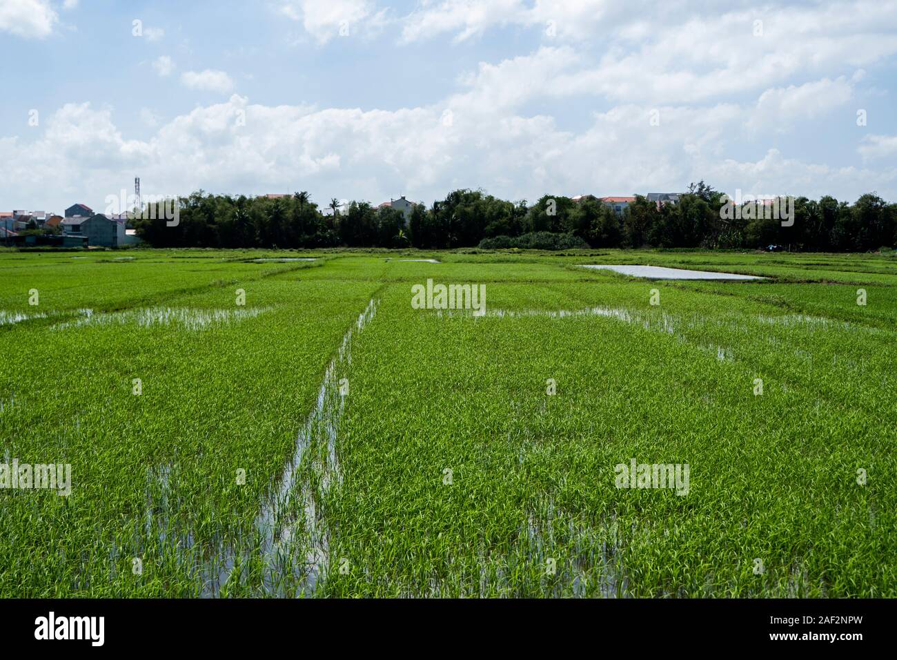 Green rice field in a daylight. Harvest of rice. Beautiful terraces of ...
