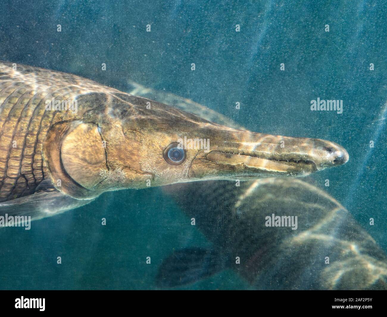 Closeup Alligator Gar or Atractosteus spatula Swimming Underwater Stock Photo