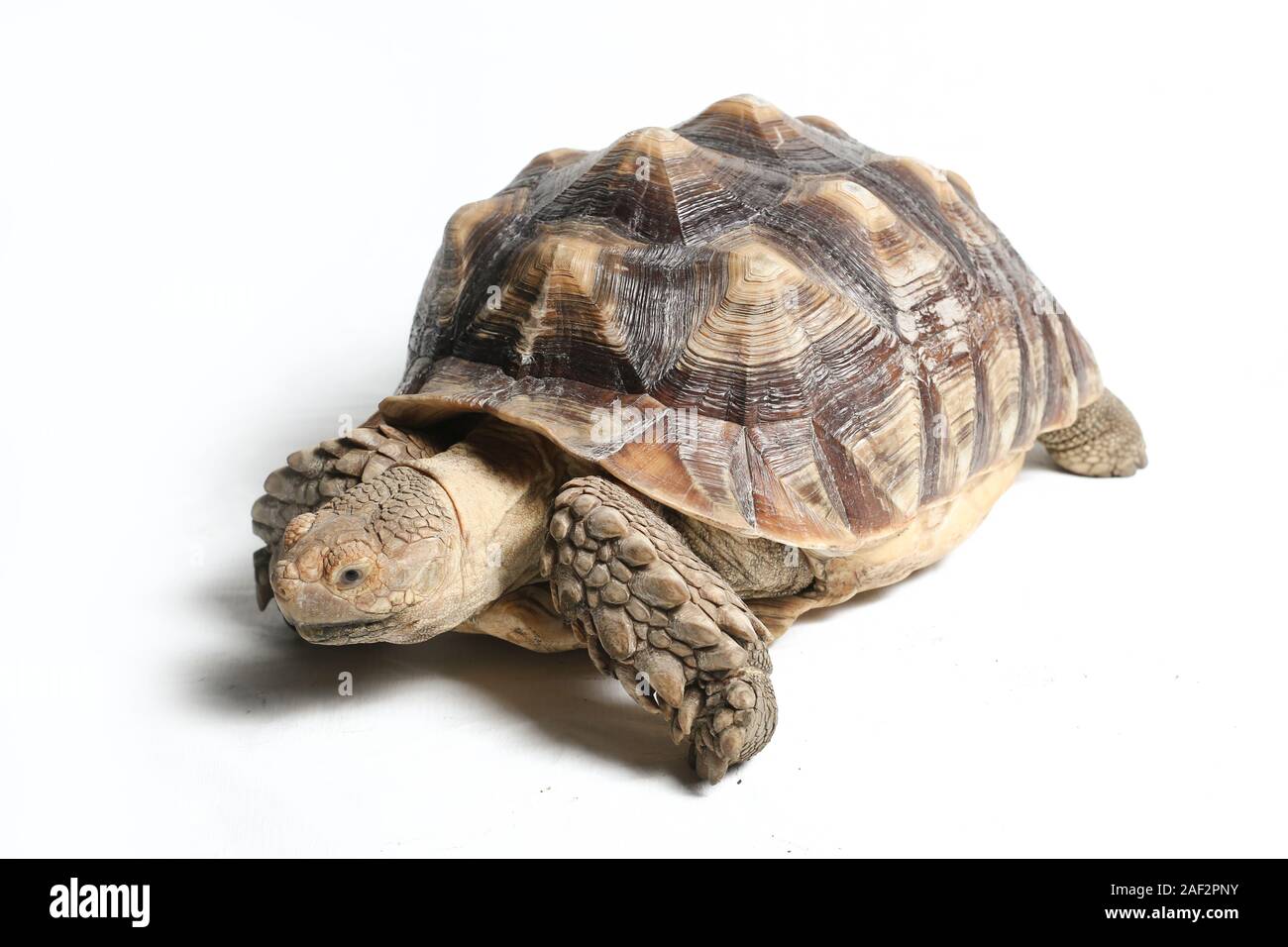 African Spurred Tortoise also know as African Spur Thigh Tortoise ...