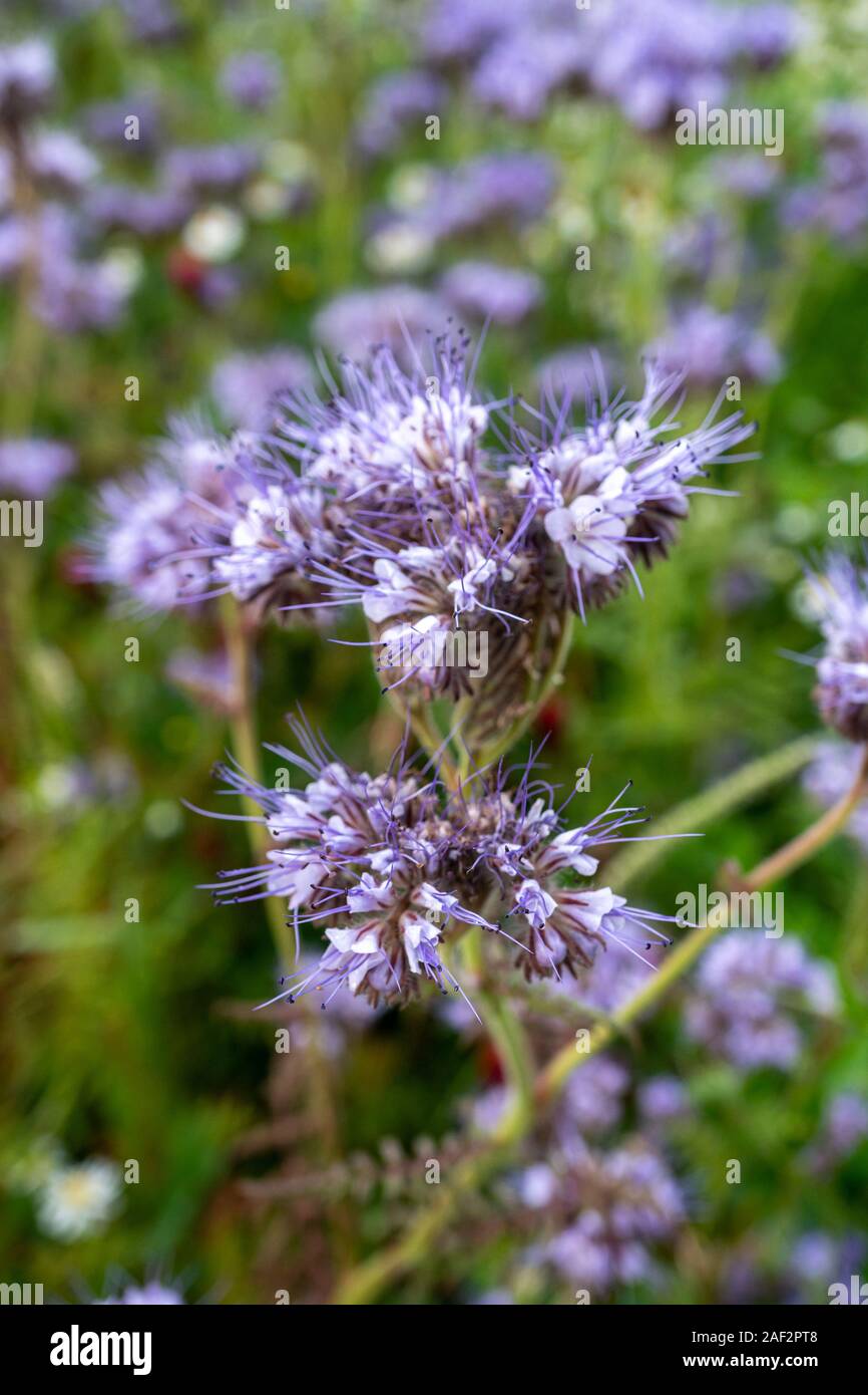 Beautiful purple 'Heavenly Blue' (Caryopteris) flower during spring time in Germany Stock Photo