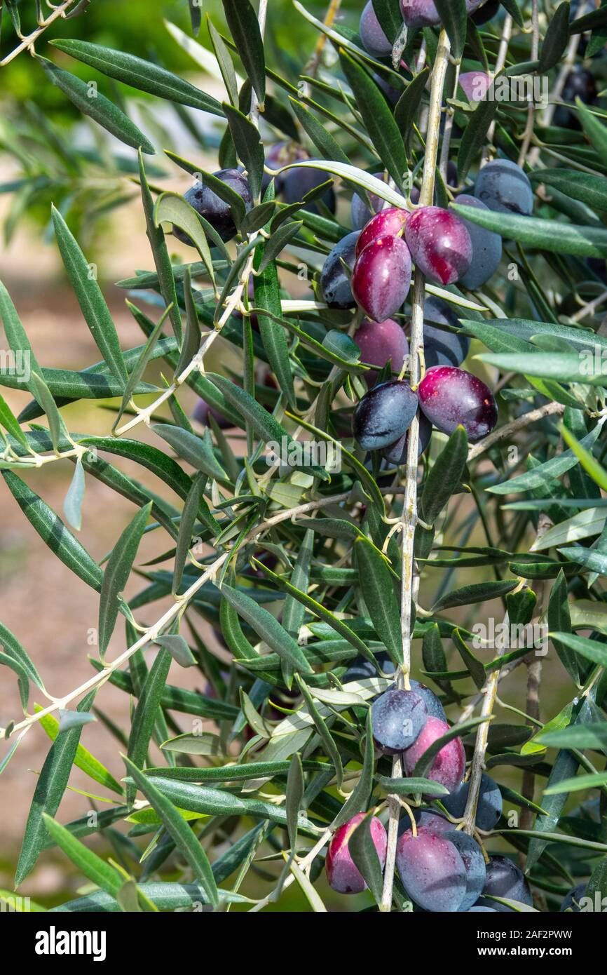 Red and black Spanish olives on the tree, hanging in an olive grove ...