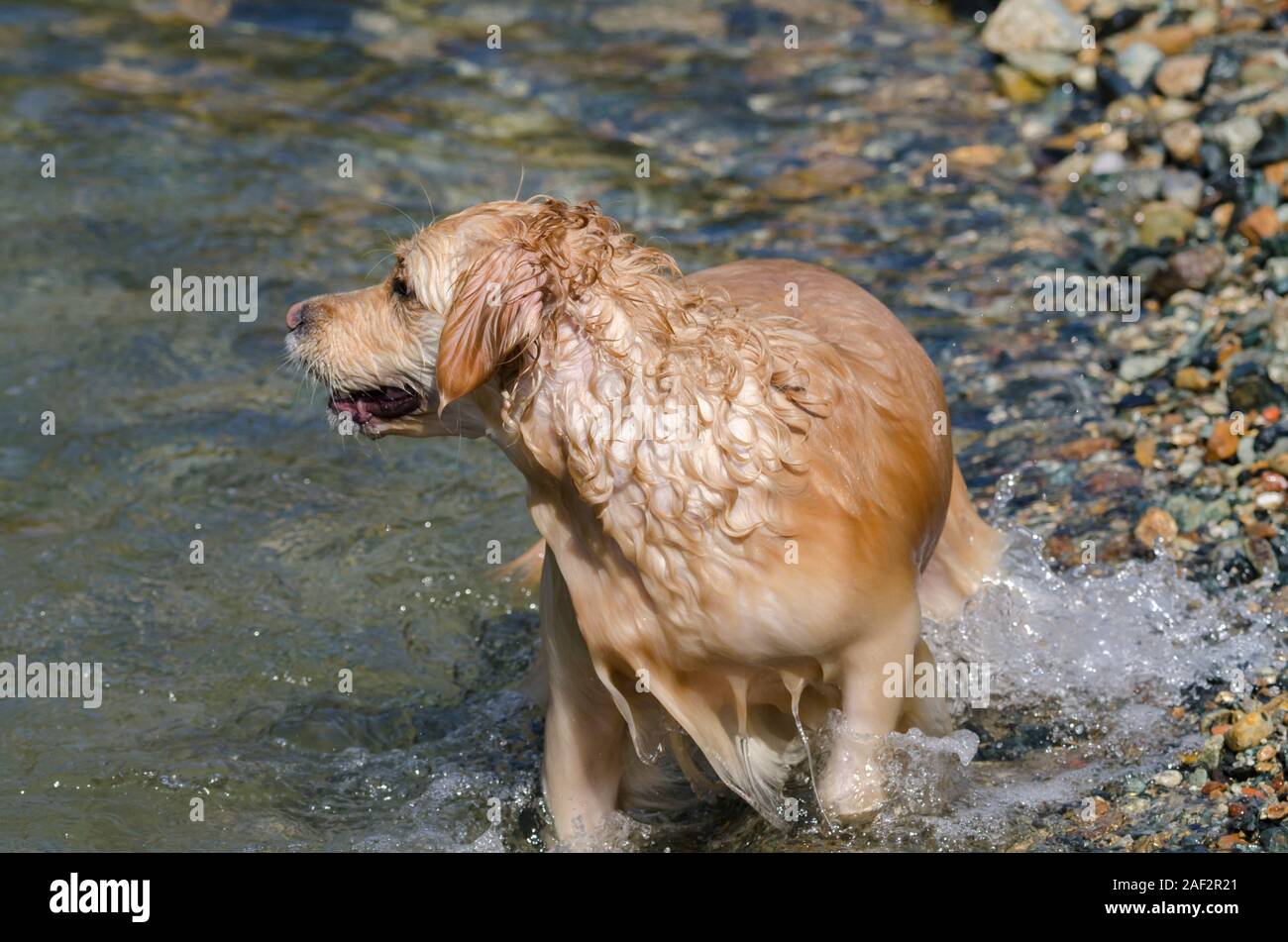 honey color golden retriever that swims, runs and plays in a little ...