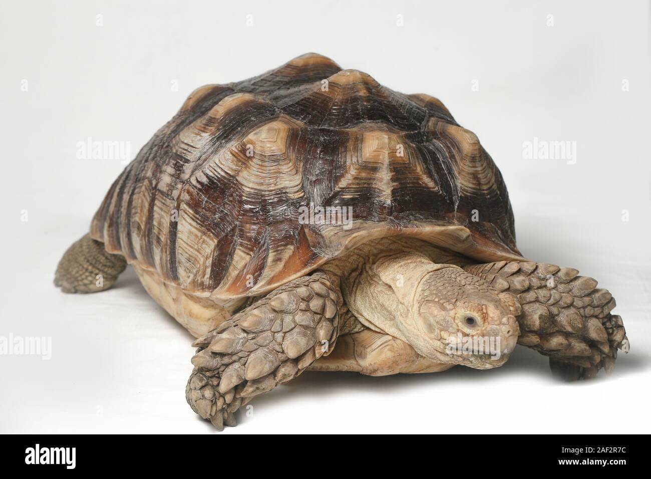 African Spurred Tortoise also know as African Spur Thigh Tortoise ...