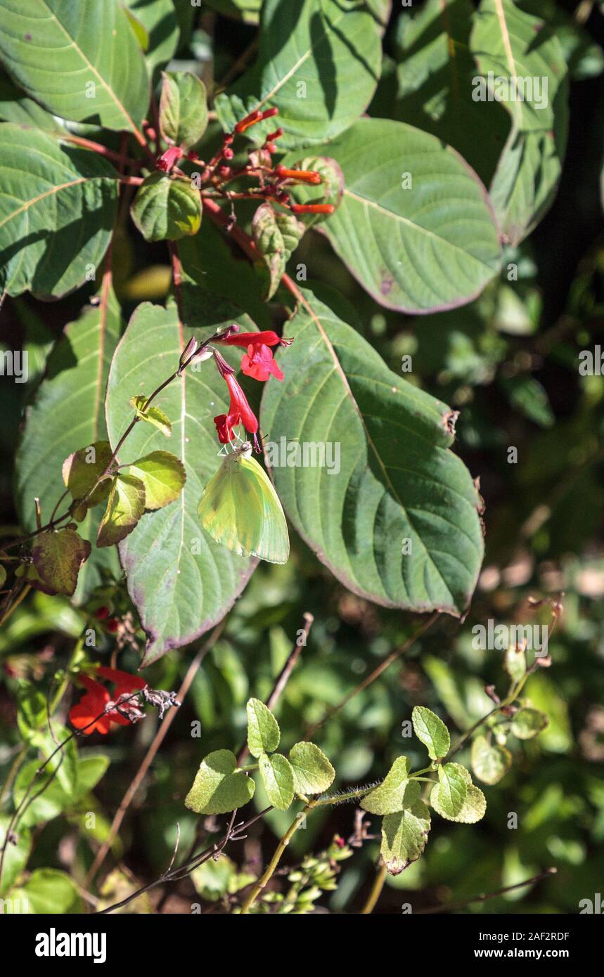 Yellow Cloudless sulfurs butterfly Phoebis sennae on a red flower in