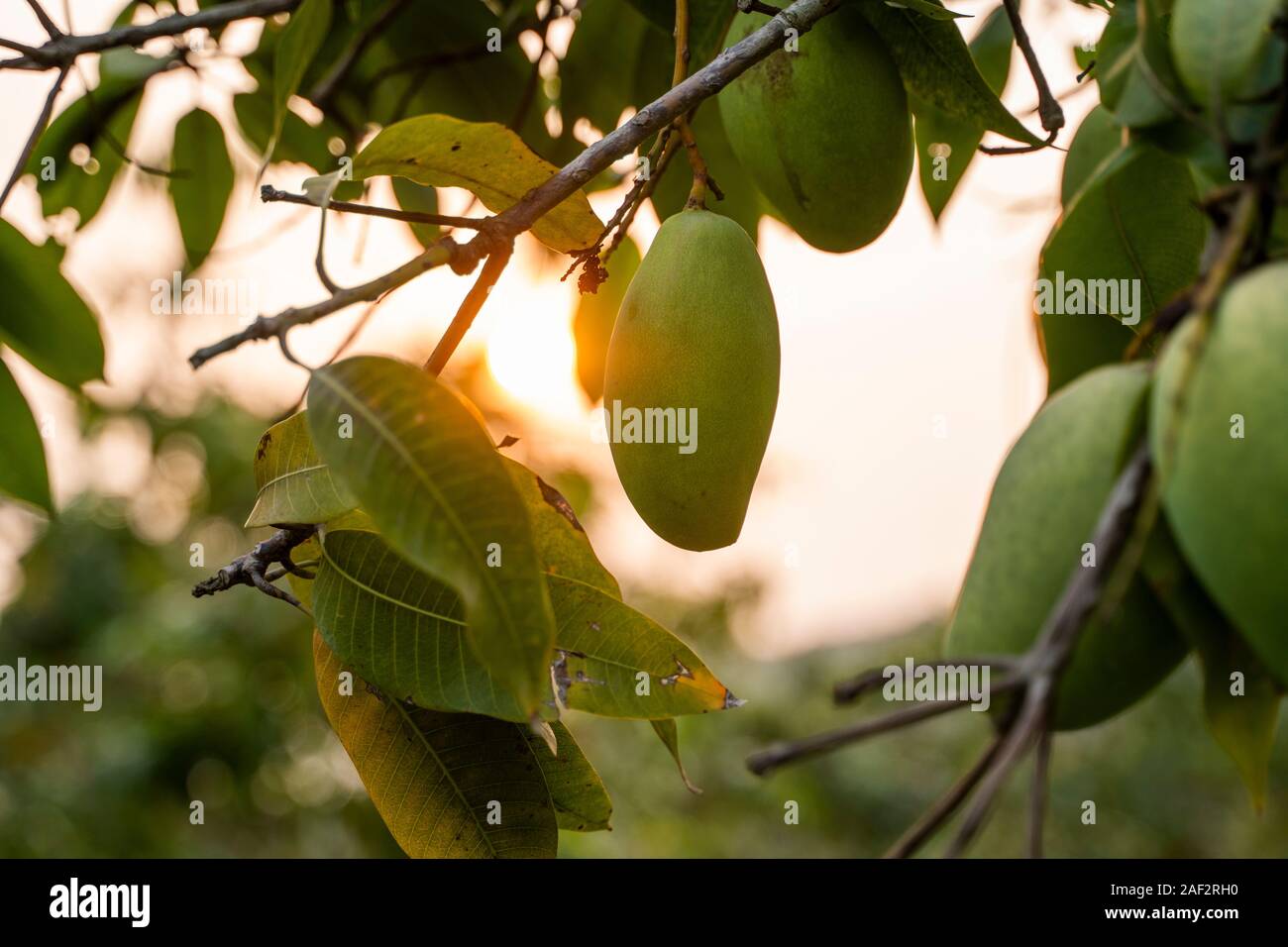 Green mangoes on the tree. Mango trees growing in a field in Asia