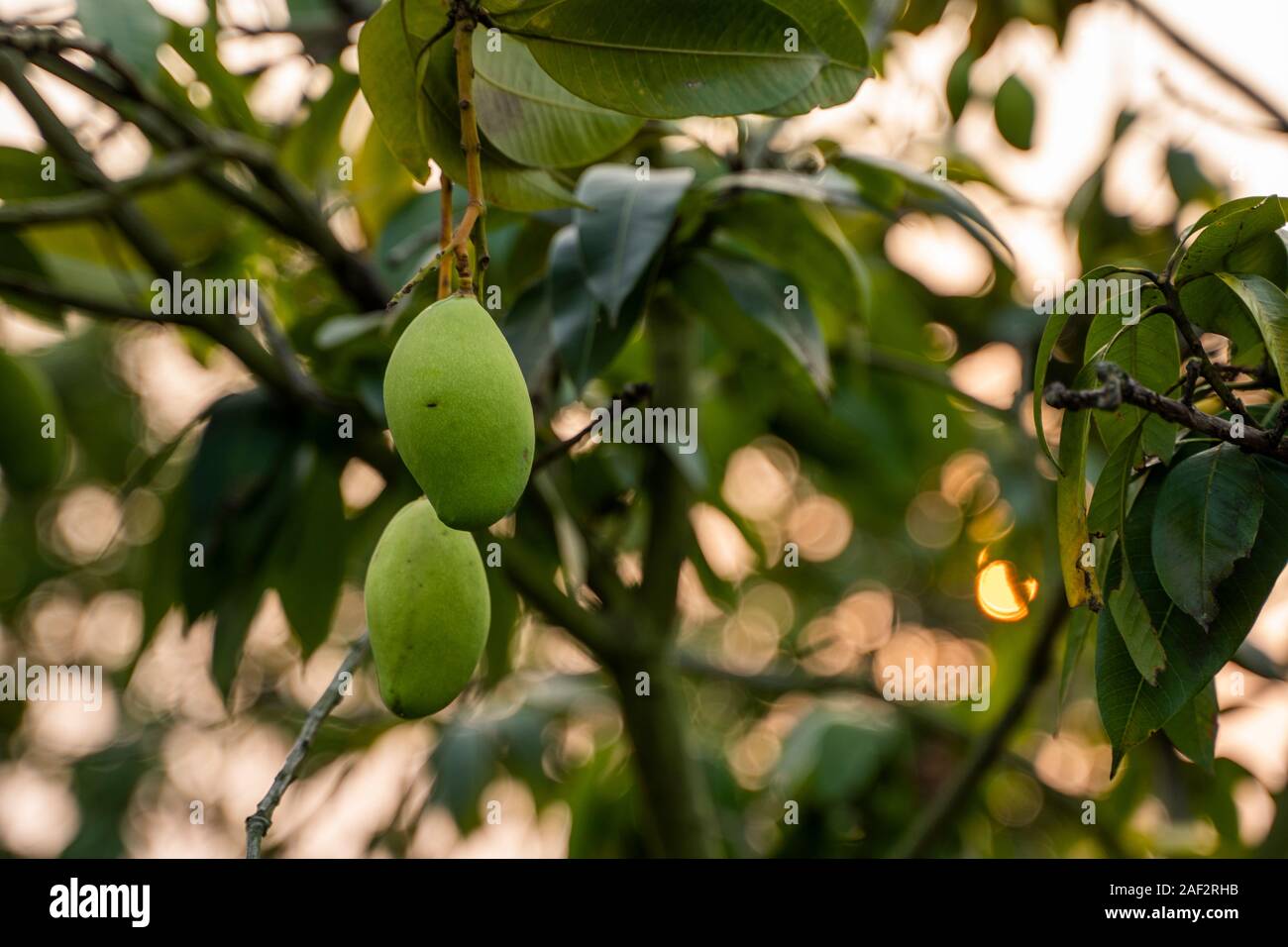 Green mangoes on the tree. Mango trees growing in a field in Asia. Mangoes fruit plantation